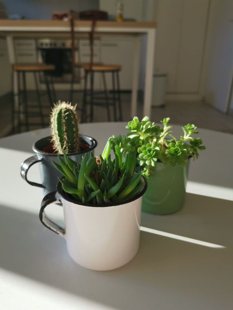 mug plante campagne réactivation nouvelle nature défi