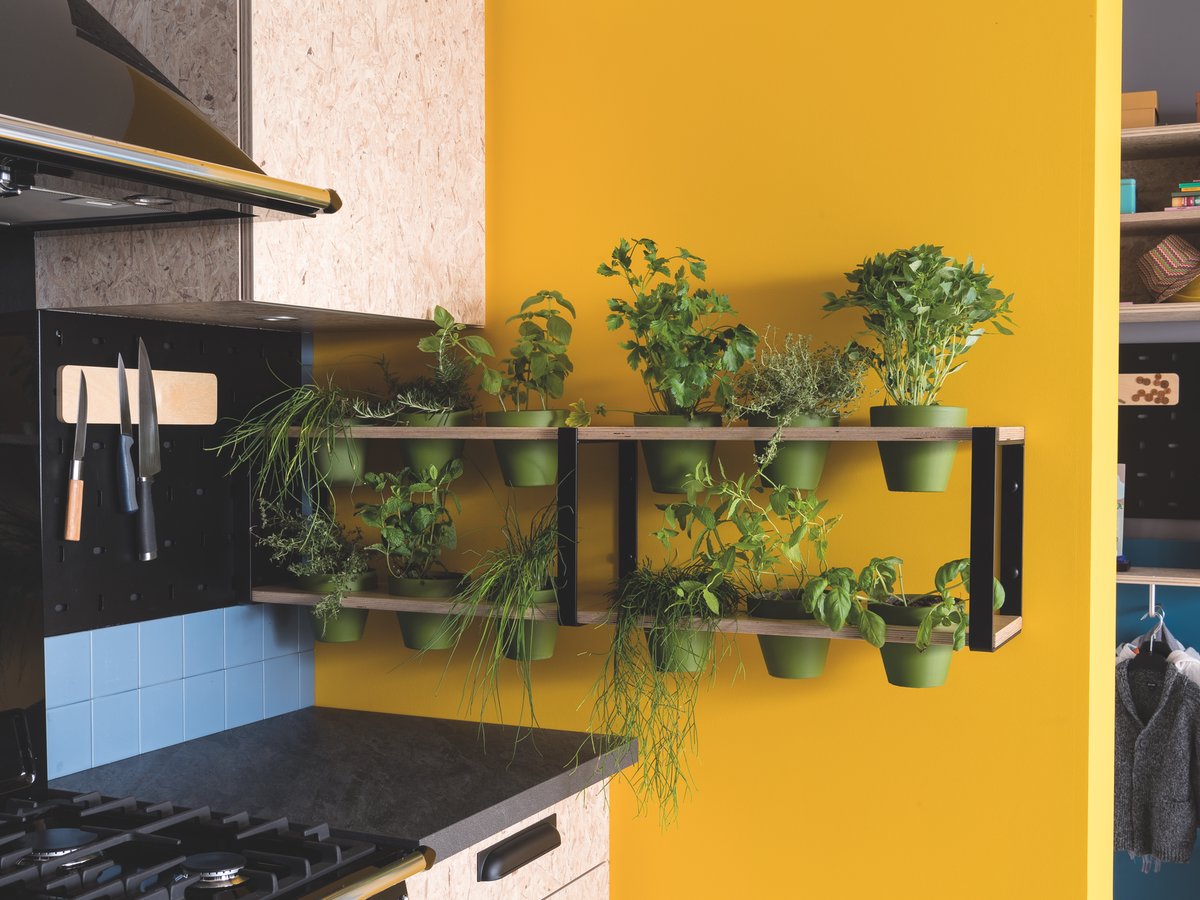 astuce herbe basilic étagère