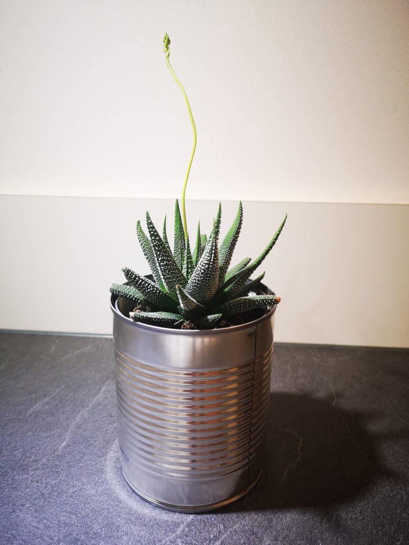 Projet JosetteArticle blog déco plantes