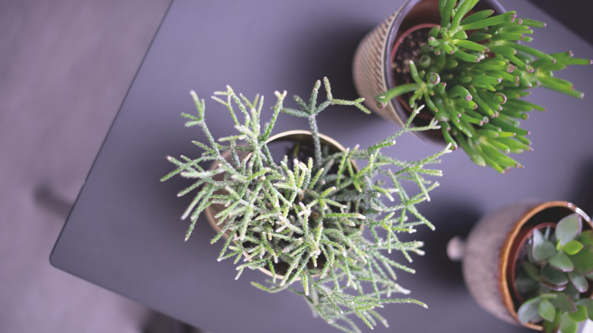 Plantes d'intérieur : adoptez une déco nature